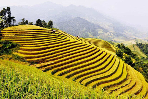 Trên cung đường “săn ảnh” mùa lúa chín, bạn không thể bỏ qua thung lũng Tú Lệ (huyện Văn Chấn, Yên Bái) rực rỡ trong mùa vàng. Vẻ đẹp thiên nhiên lôi cuốn và cuộc sống lao động bình lặng của người dân Tú Lệ sẽ khiến bạn không thể lãng quên khi đã đến đây