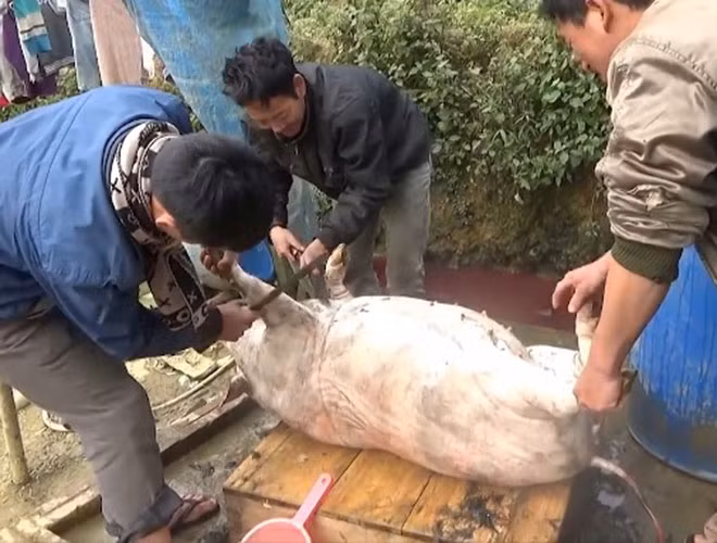 Thói quen giết mổ lợn tự phát là một trong những nguyên nhân gây ra bệnh nhiễm liên cầu khuẩn lợn