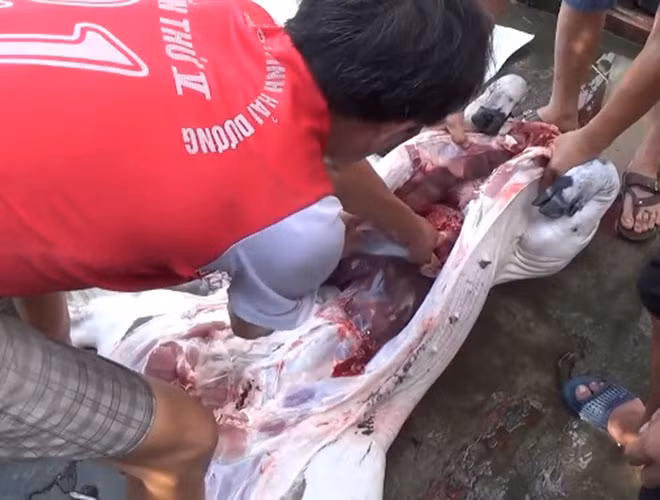 Đặc biệt vào những dịp lễ, tết, hội hè thì việc giết mổ lợn tăng cao, do vậy khả năng gia tăng bệnh nhân nhiễm liên cầu khuẩn lợn cũng cao hơn