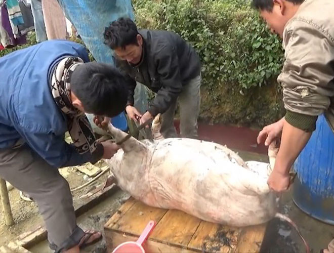 Thói quen giết mổ lợn tự phát là một trong những nguyên nhân gây ra bệnh nhiễm liên cầu khuẩn lợn