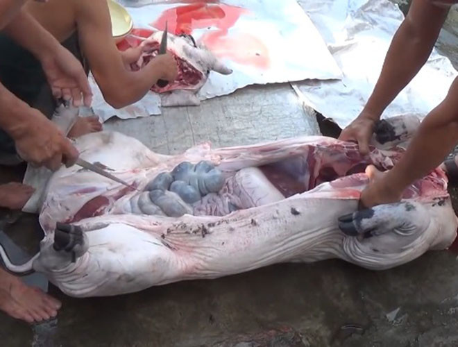 Thời điểm tết và sau tết nguyên đán thường là giai đoạn cao điểm bùng phát số bệnh nhân nhiễm liên cầu khuẩn lợn do tập quán giết mổ lợn dịp đầu năm...