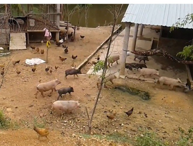 Việc chăn nuôi hộ gia đình, không được kiểm dịch cũng khiến dịch bệnh có thể lây lan nhanh chóng