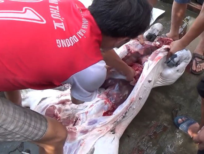 Đặc biệt vào những dịp lễ, tết, hội hè thì việc giết mổ lợn tăng cao, do vậy khả năng gia tăng bệnh nhân nhiễm liên cầu khuẩn lợn cũng cao hơn