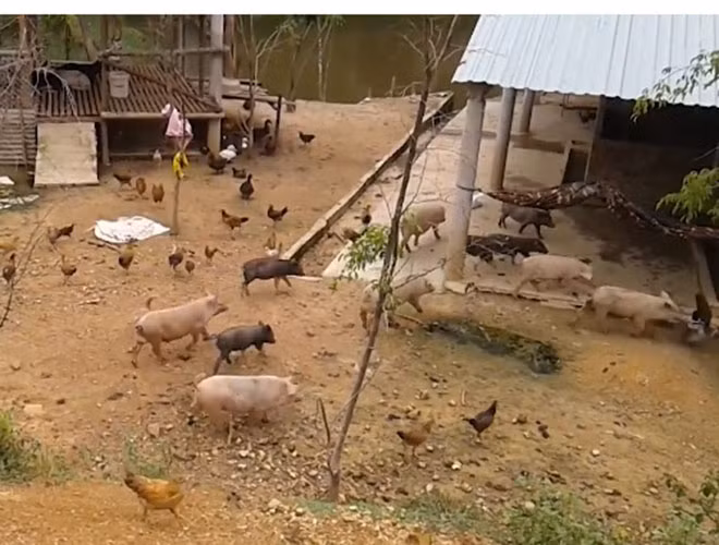 Việc chăn nuôi hộ gia đình, không được kiểm dịch cũng khiến dịch bệnh có thể lây lan nhanh chóng