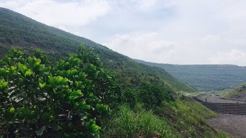 rung-keo-phu-xanh-bai-thai.jpg