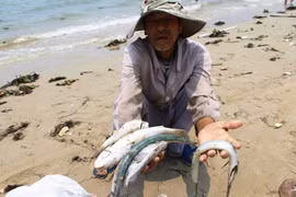 Formosa gây ô nhiễm: Xem xét kỷ luật nguyên Bộ trưởng Nguyễn Minh Quang, ông Võ Kim Cự