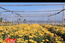 Tây Tựu – Làng hoa yên bình đón Tết