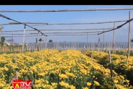 Tây Tựu – Làng hoa yên bình đón Tết