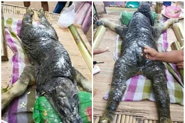 Xuất hiện động vật kỳ lạ "mình trâu đầu cá sấu" gây xôn xao