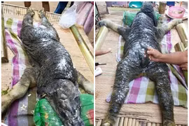 Xuất hiện động vật kỳ lạ "mình trâu đầu cá sấu" gây xôn xao