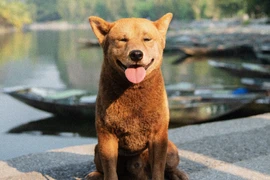 Hình ảnh mới nhất về chú chó vào vai “Cậu Vàng”