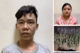 Bắt giữ cặp vợ chồng trồng cất giấu cần sa trong tủ quần áo