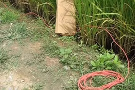 Hà Nội: Dùng điện để bẫy chuột ở ruộng lúa khiến một người đàn ông tử vong