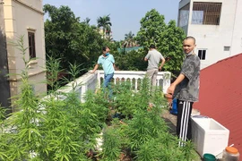 Hà Nội: Liên tiếp phát hiện các vụ trồng cần sa trong nhà, vườn
