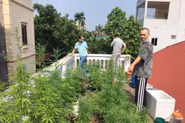 Hà Nội: Liên tiếp phát hiện các vụ trồng cần sa trong nhà, vườn