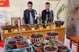 Bắt bộ đôi chuyên trộm lan 'đột biến' tiền tỷ