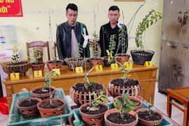 Bắt bộ đôi chuyên trộm lan 'đột biến' tiền tỷ