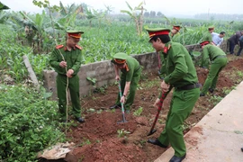 Cụm thi đua số 3 trồng mới 250 cây Ban Tây Bắc dọc đường liên xã