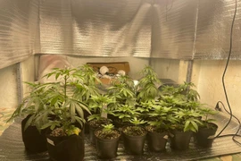 Phát hiện đối tượng trồng cần sa trong nhà ở Hà Nội