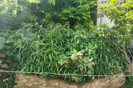 Người đàn ông trồng 117 cây cần sa trong vườn nhà