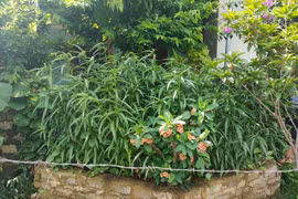 Người đàn ông trồng 117 cây cần sa trong vườn nhà