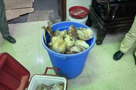 "Om" 17 cá thể tê tê quý hiếm, chủ nhà hàng bị khởi tố