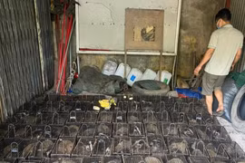 Bắt quả tang đối tượng vận chuyển 100 cá thể cầy vòi mốc