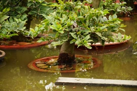 Cống ngăn thuỷ triều bị tràn, dân vùng ven TP. Hồ Chí Minh điêu đứng