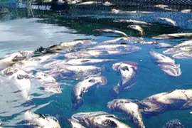 Cá Mú chết trắng bè, người dân hoang mang