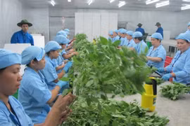 Tạm dừng xuất khẩu 5 loại rau quả sang EU