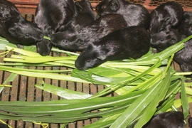 “Cuộc chiến” với sinh vật ngoại lai xâm hại: Quản lý luôn chạy theo thực tế