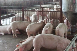 Quá sợ chất cấm gây ung thư trong thịt lợn