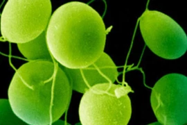 Tảo có thể chữa mù lòa