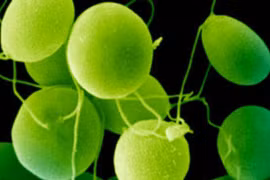 Tảo có thể chữa mù lòa