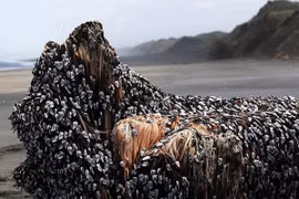 Phát hiện "tóc của quái vật biển" ở New Zealand?