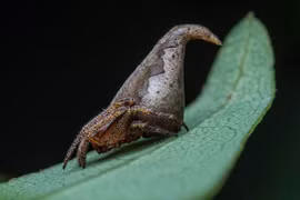 Loài nhện giống mũ phù thủy trong phim Harry Potter