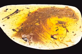 Mẩu đuôi khủng long hoá thạch 99 triệu năm tuổi