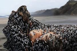 Phát hiện "tóc của quái vật biển" ở New Zealand?