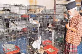 Đôi vợ chồng già nuôi 1.870 chú mèo