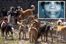 Con trai bất lực nhìn mẹ bị 100 con chó hoang cắn xé đến chết