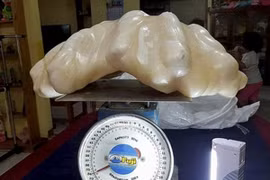 Cất khối ngọc trai trị giá 100 triệu USD trong nhà 10 năm mà không biết