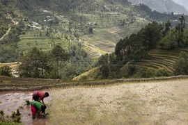 Lúa chống biến đổi khí hậu