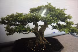 Triệt phá băng trộm cây cảnh giá nghìn USD