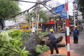 Cây cổ thụ bật gốc giữa phố, người đi đường hú vía