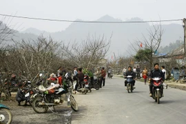 Tấp nập chợ đào rừng ven quốc lộ 6