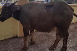 Nam thanh niên đi xe SH trộm trâu bên đường