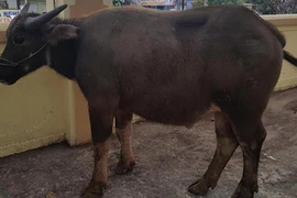 Nam thanh niên đi xe SH trộm trâu bên đường