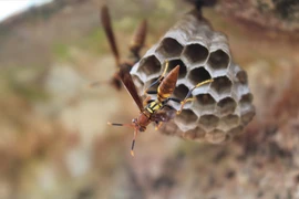 Chọc phá tổ ong, 16 học sinh bị đốt