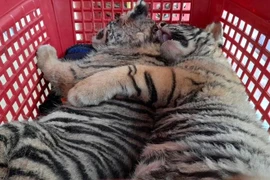 Bắt giữ 2 đối tượng đưa 7 cá thể hổ từ Hà Tĩnh ra Nghệ An tiêu thụ