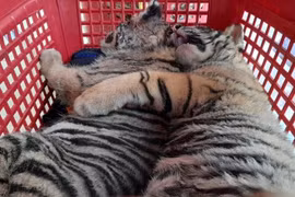 Bắt giữ 2 đối tượng đưa 7 cá thể hổ từ Hà Tĩnh ra Nghệ An tiêu thụ